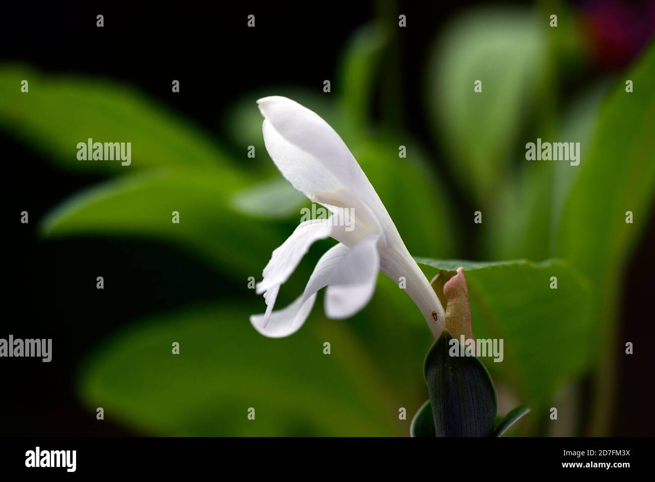 Roscoea humeana Gufo innevato, zenzero duro, fiori bianchi, fiore bianco, fiore, fioritura, gengivanti duri, roscoee, RM floreale Foto Stock