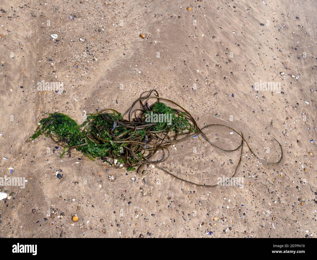 Chorda filum, alghe brune, sulla spiaggia di Devon. Anche il merletto di mare, sulle spiagge della cornovaglia. Foto Stock