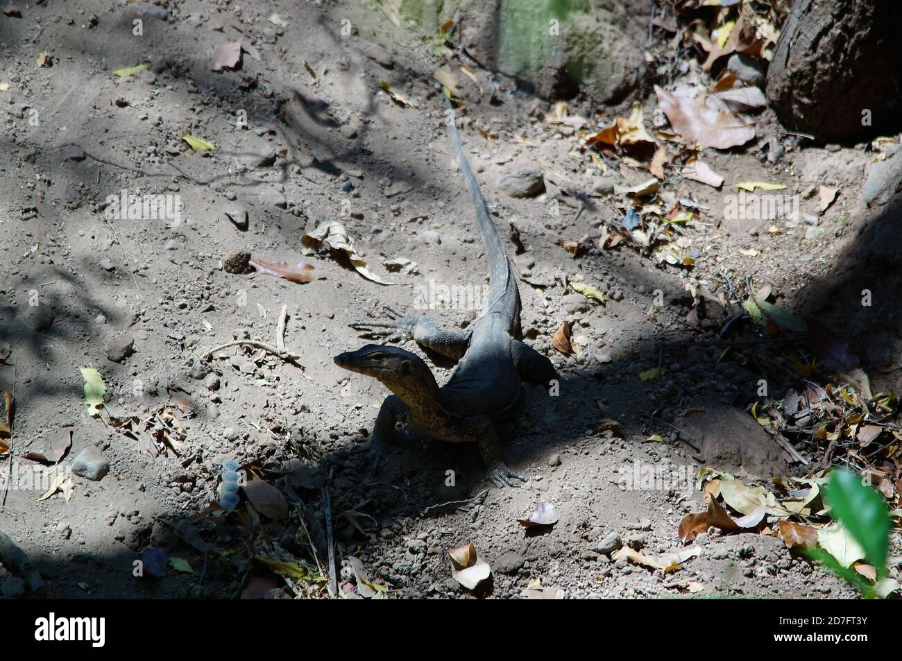 Il monitor asiatico dell'acqua (Varanus salvator), chiamato anche monitor comune dell'acqua, è una grande lucertola varanide originaria del Sud e del Sud-Est asiatico. Foto Stock