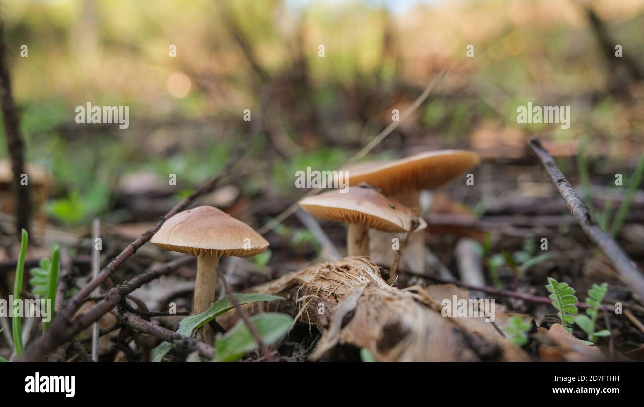 Primo piano vista del fungo autunnale selvaggio nella foresta cruda ecosistema, prodotti autunnali Foto Stock