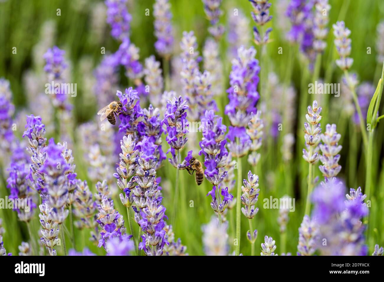 Api sulla lavanda in piena fioritura all'inizio dell'estate Foto Stock