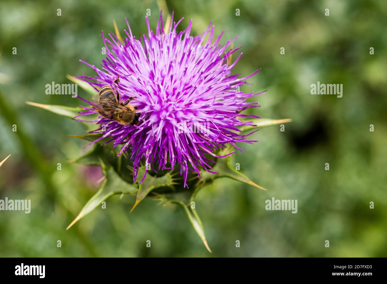 Cardo viola con un'ape di miele Foto Stock
