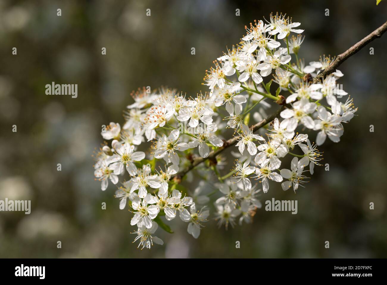 In primavera, torciti con fiori di mela. Foto Stock