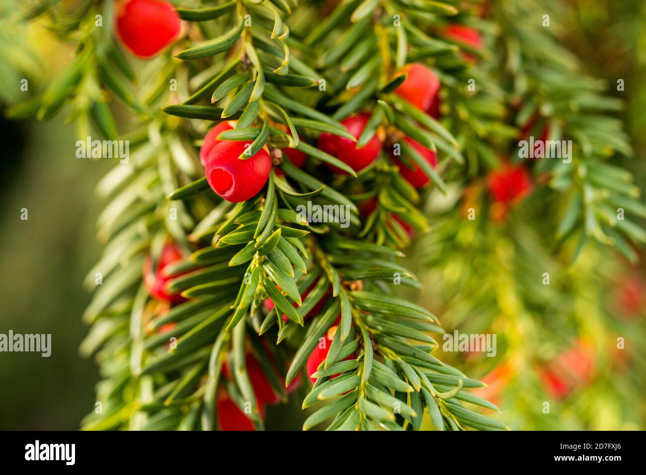 Eibenzweig mit seinen kräftig roten Samenkörpern im Herbst - close su di un albero del tasso con il seme rosso tipico coni in autunno Foto Stock