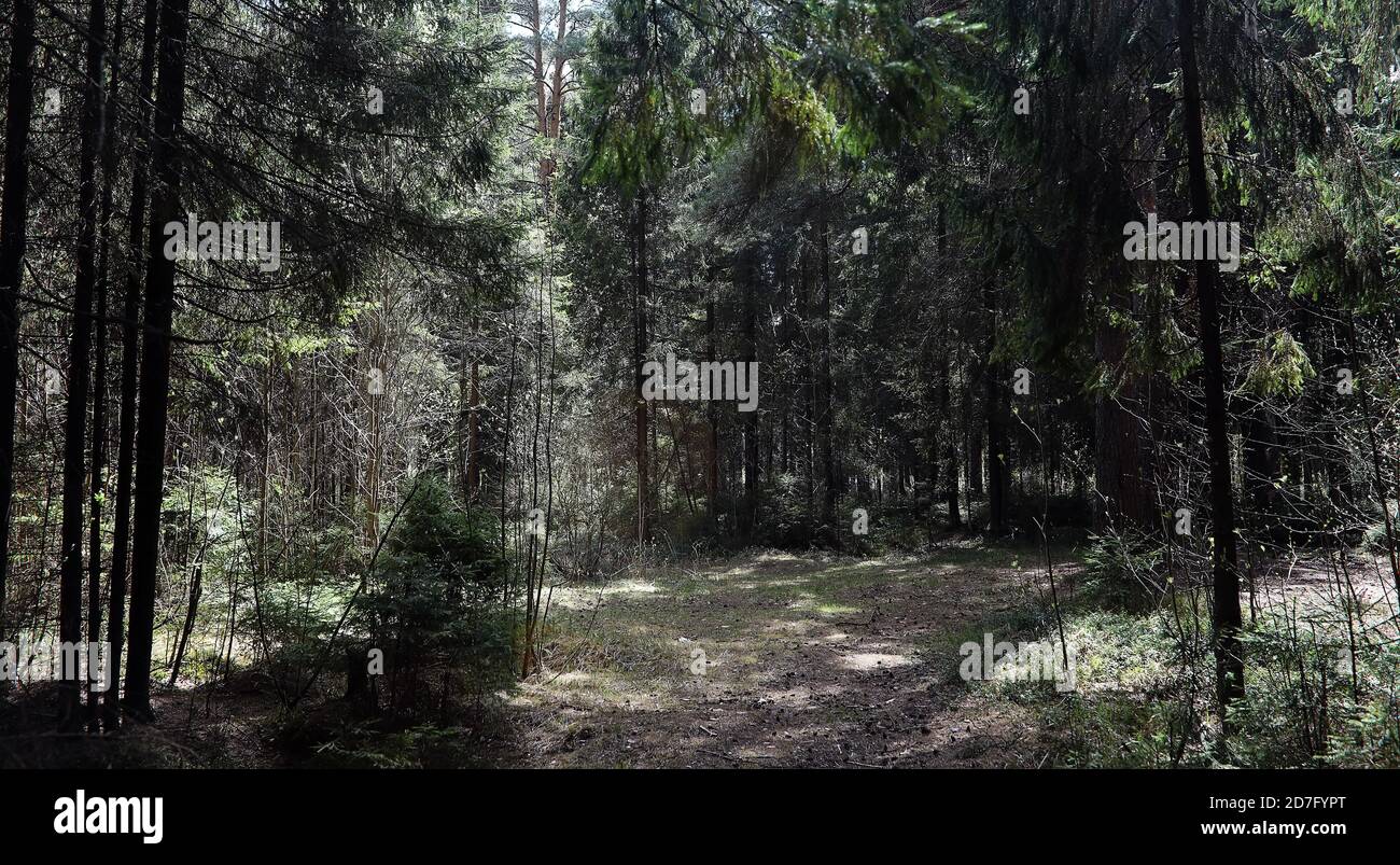 Foresta di Pini. Profondità di una foresta. Viaggio sentieri nella foresta. Alberi senza foglie in primavera. Trekking attraverso la riserva. Foto Stock