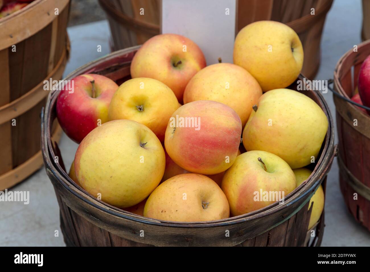 Mele Fuji in paniere, frutteto, Michigan, USA, di James D Coppinger/Dembinsky Photo Assoc Foto Stock