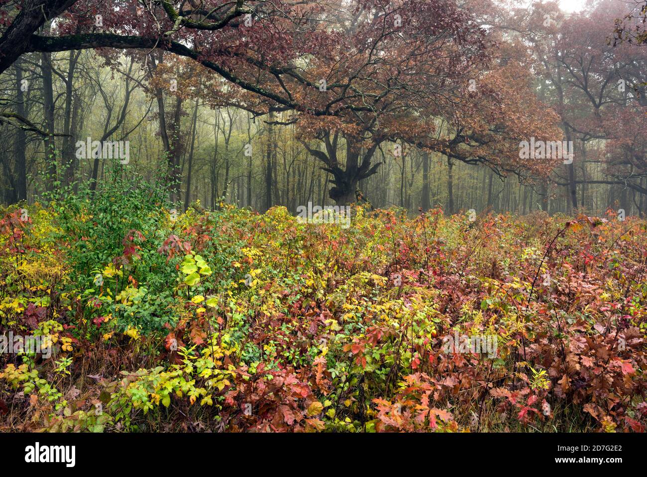 Il sottobosco colorato di arbusti e viti cresce in una foresta di latifoglie dell'Indiana settentrionale. Foto Stock