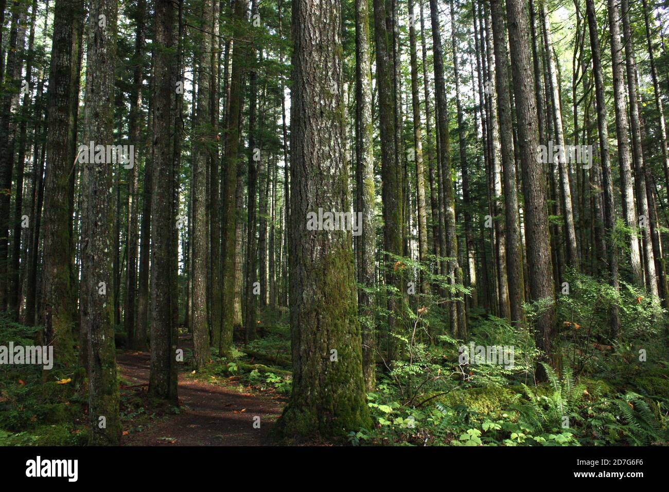 Alberi sul Millennium Trail nel Parco Provinciale delle Cascate Elk vicino al Fiume Campbell, Vancouver Island, British Columbia Foto Stock