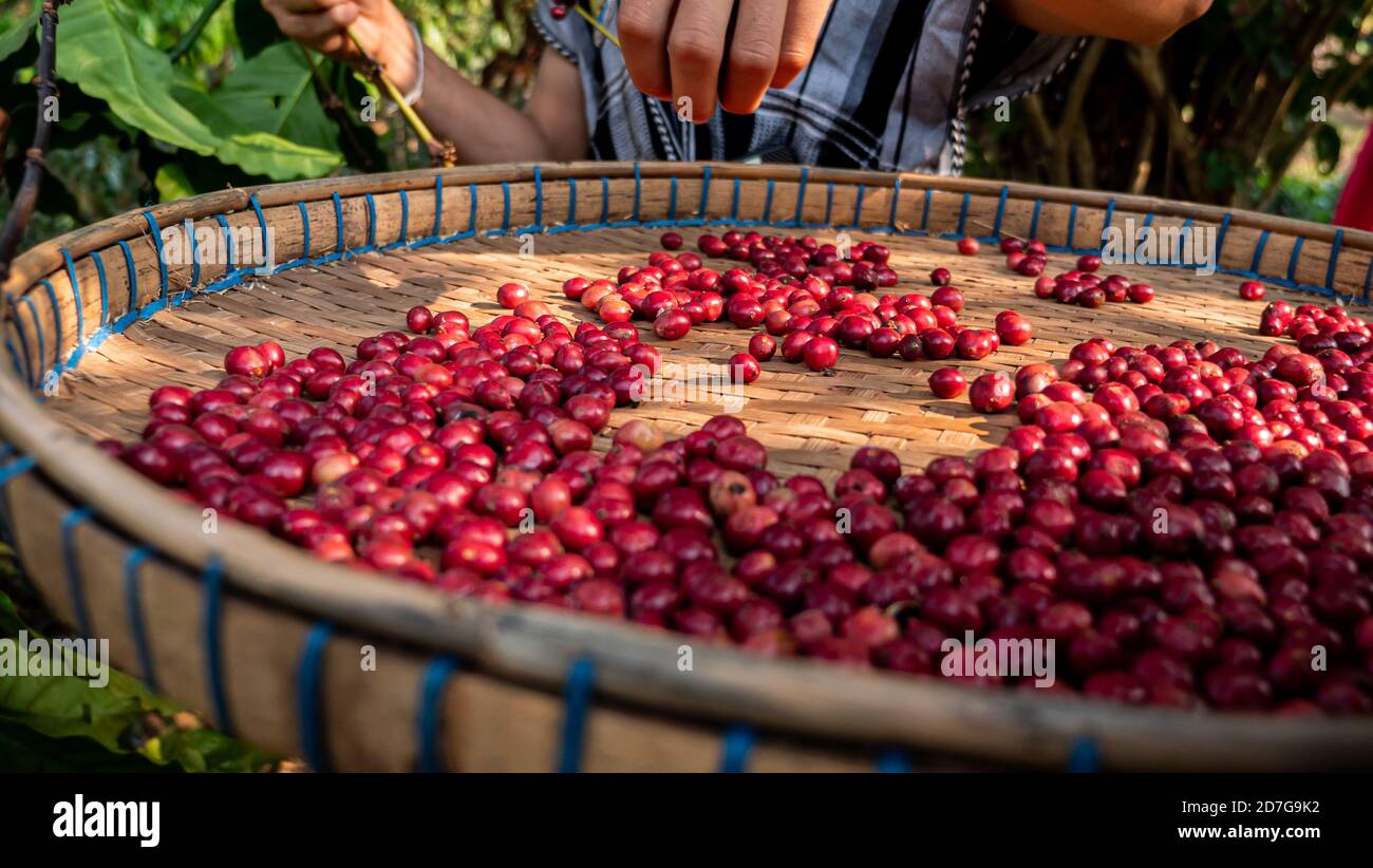 Coltivatore che raccoglie il caffè nella pianta Foto Stock