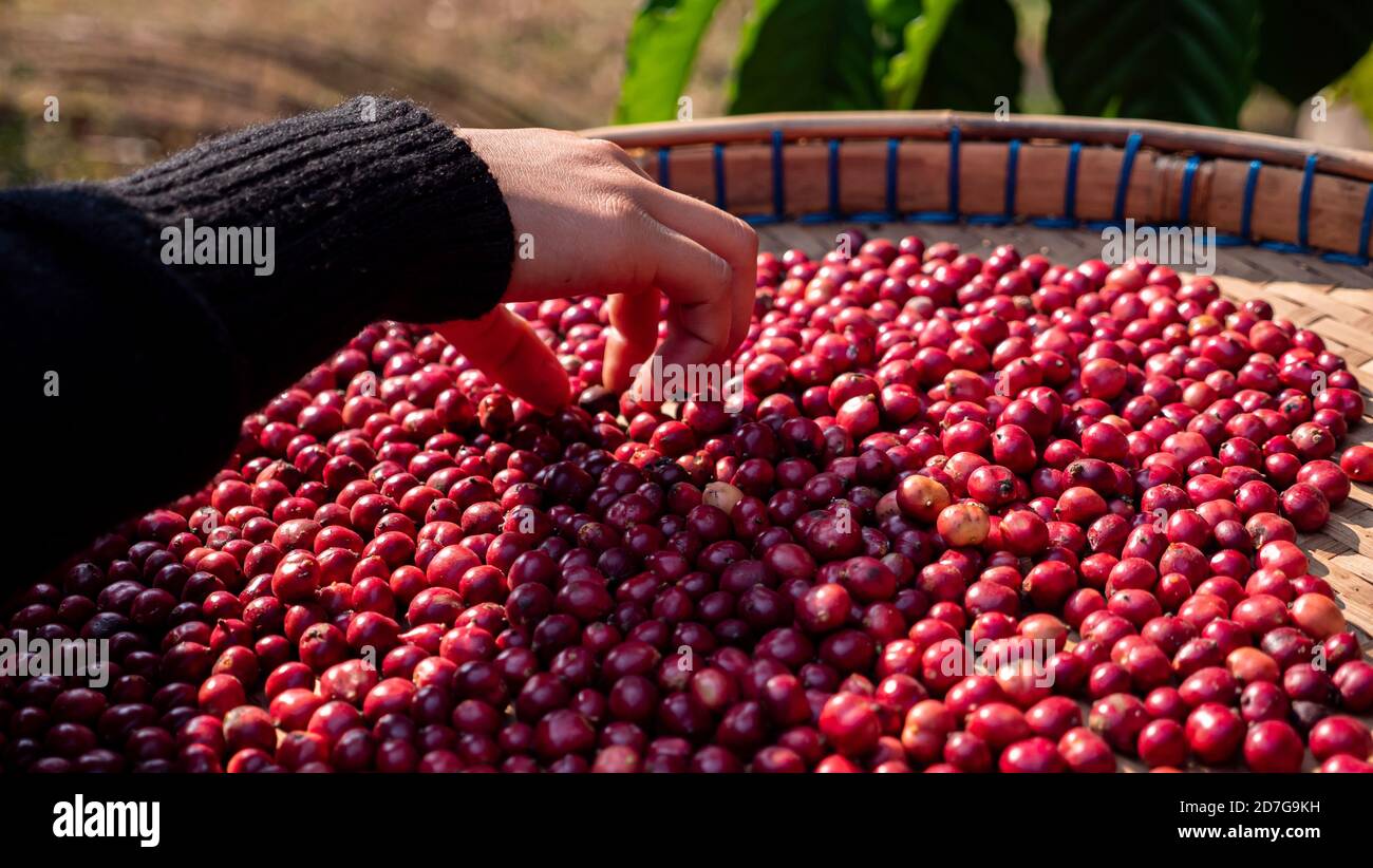 Coltivatore che raccoglie il caffè nella pianta Foto Stock