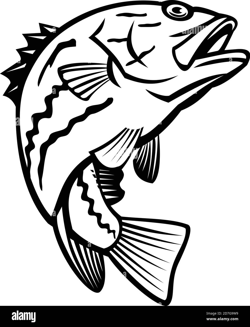 Mascot illustrazione di pesce persico dell'Australia Occidentale, Glaucosoma hebraicum, pesce persico della Westralia o perch di perle dell'Australia Occidentale, una specie di pesce in Glaucosomat Illustrazione Vettoriale