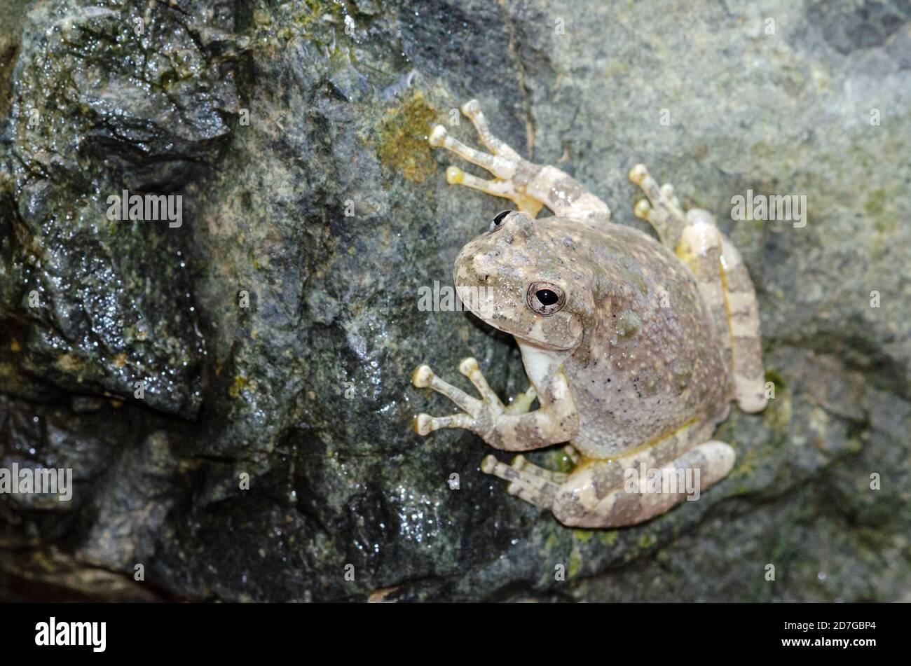 Canyon Treefrog (Hyla arenicolor) Foto Stock