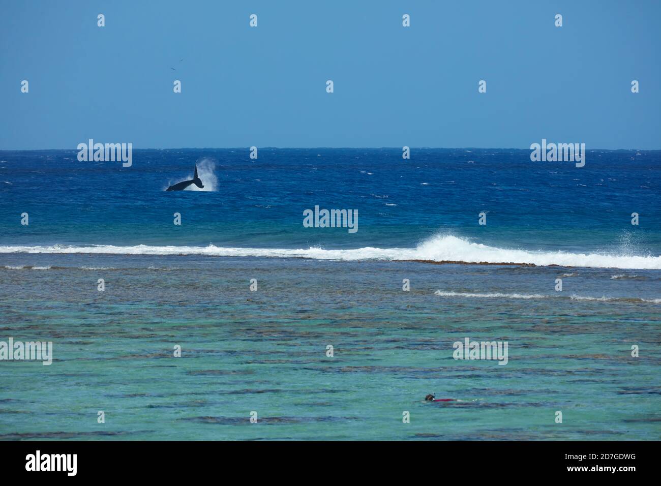Whale, visto da Edgewater Resort, Rarotonga, Isole Cook, Sud Pacifico Foto Stock