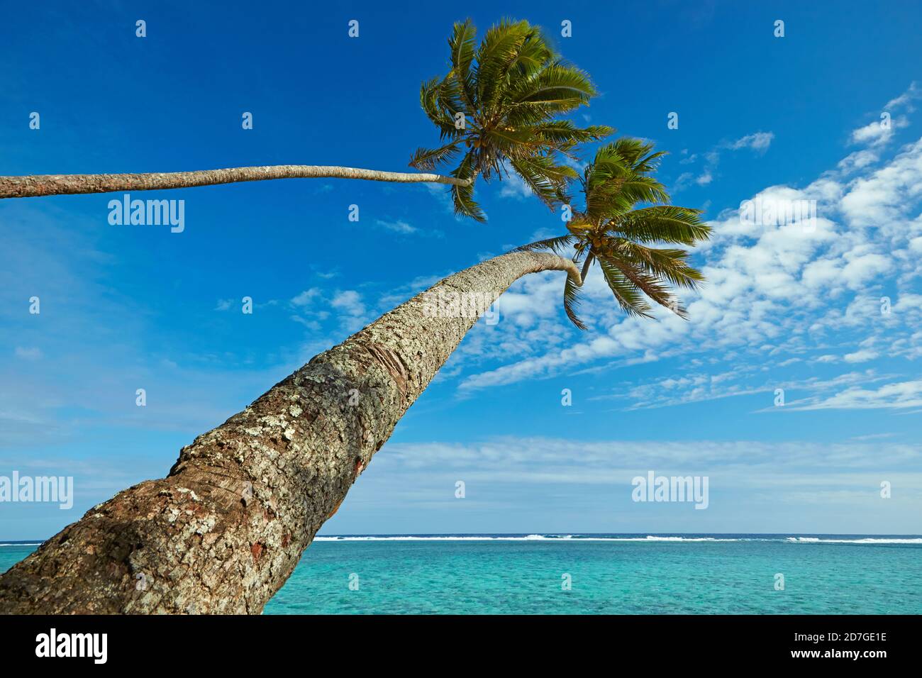 Due palme da cocco e l'Oceano Pacifico, Rarotonga, Isole Cook, Sud Pacifico Foto Stock