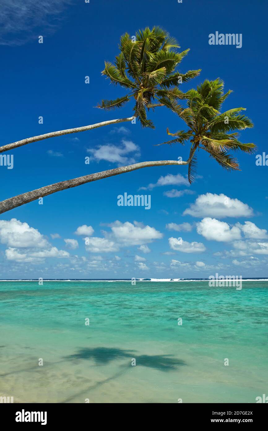 Due palme da cocco e l'Oceano Pacifico, Rarotonga, Isole Cook, Sud Pacifico Foto Stock