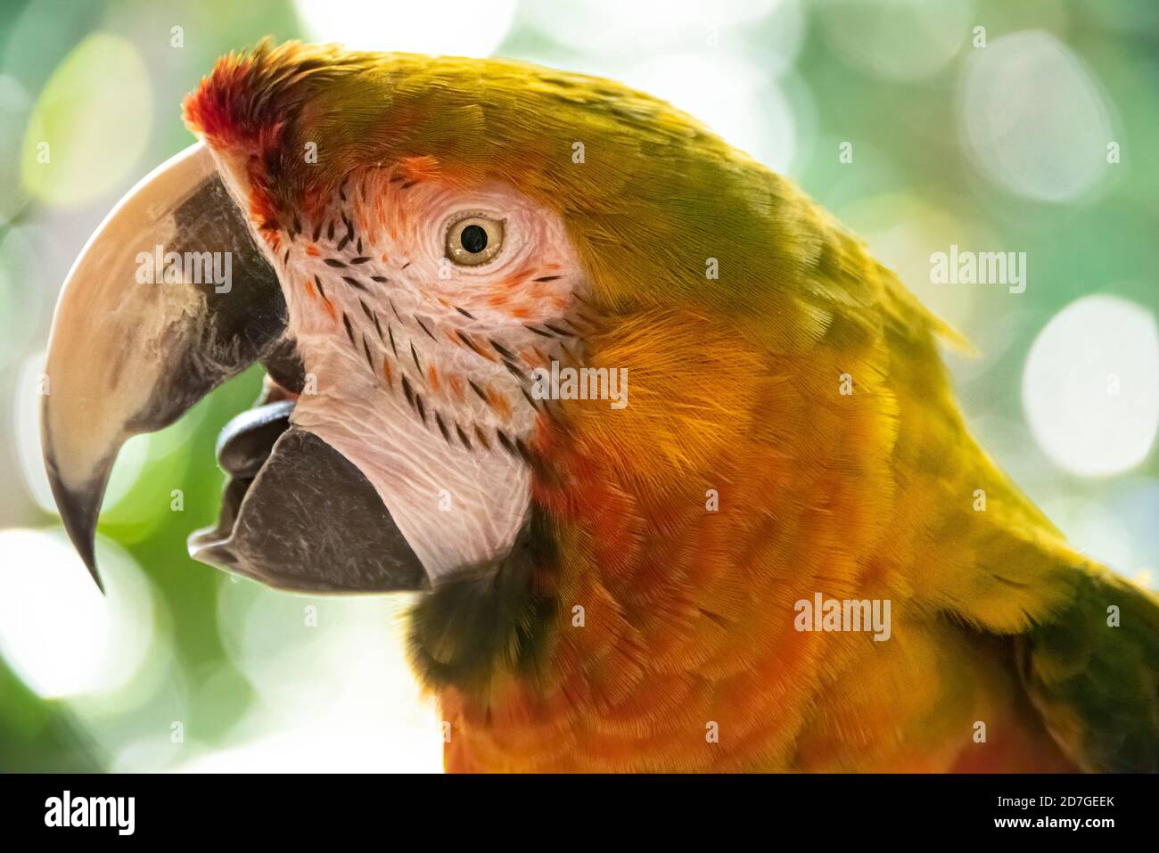 Macaw ibrido colorato che parla e canta a Busch Gardens Tampa Bay a Tampa, Florida. (STATI UNITI) Foto Stock
