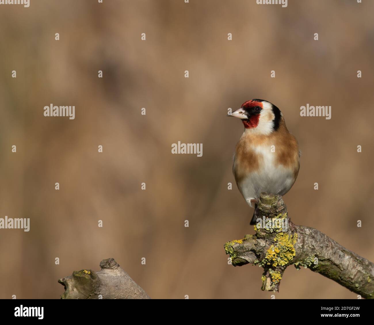 Fuoco selettivo Goldfinch, Carduelis carduelis, arroccato su ramo d'albero con colori autunnali Foto Stock