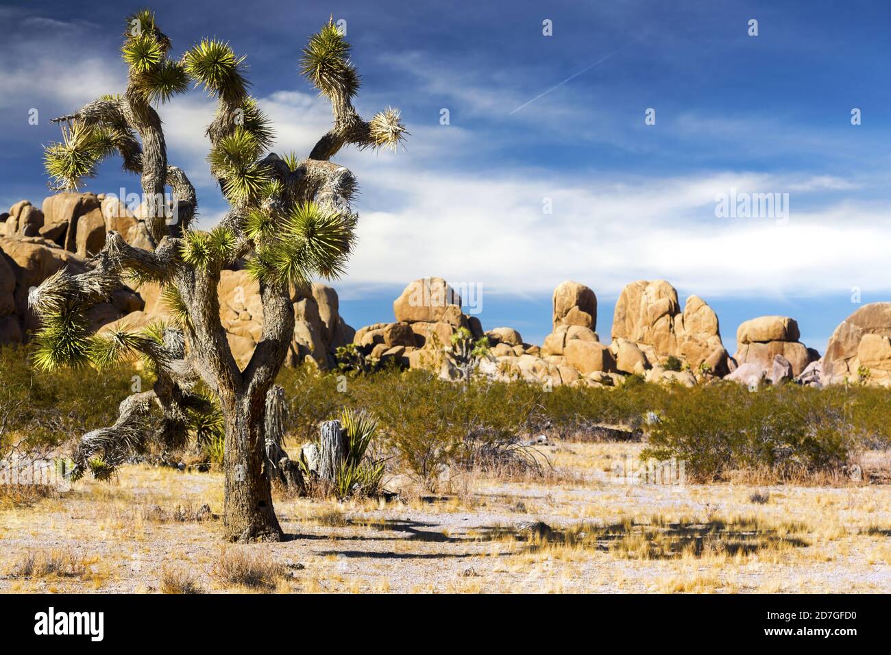 Grande albero isolato di Joshua (Yucca brevifolia) e paesaggio del deserto di Mojave in un giorno invernale soleggiato nel Parco Nazionale, nel sud della California USA Foto Stock