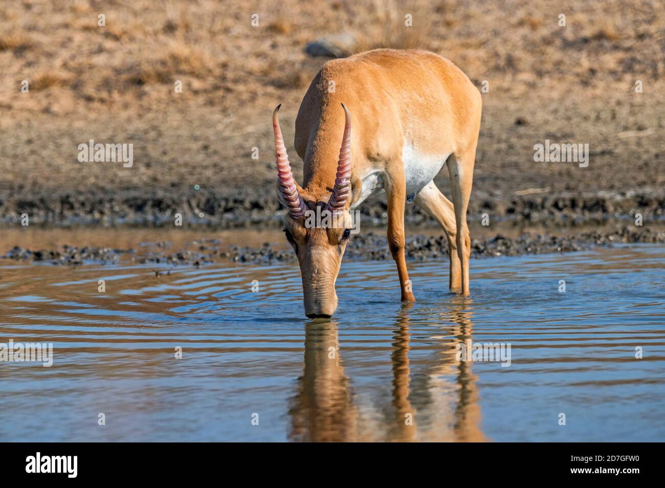 Saiga Tatarica in un luogo di irrigazione bevande acqua Foto Stock