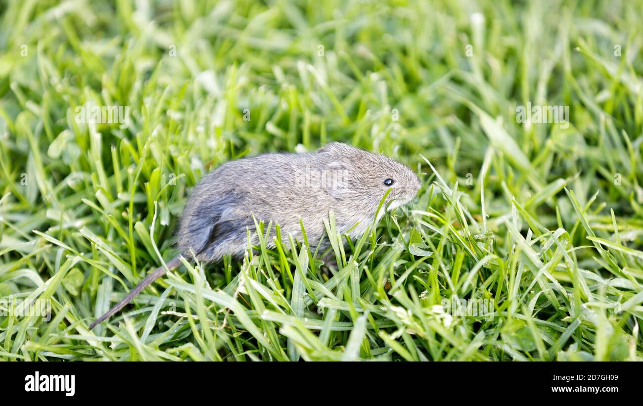 Casa mouse foraggio su erba Foto Stock