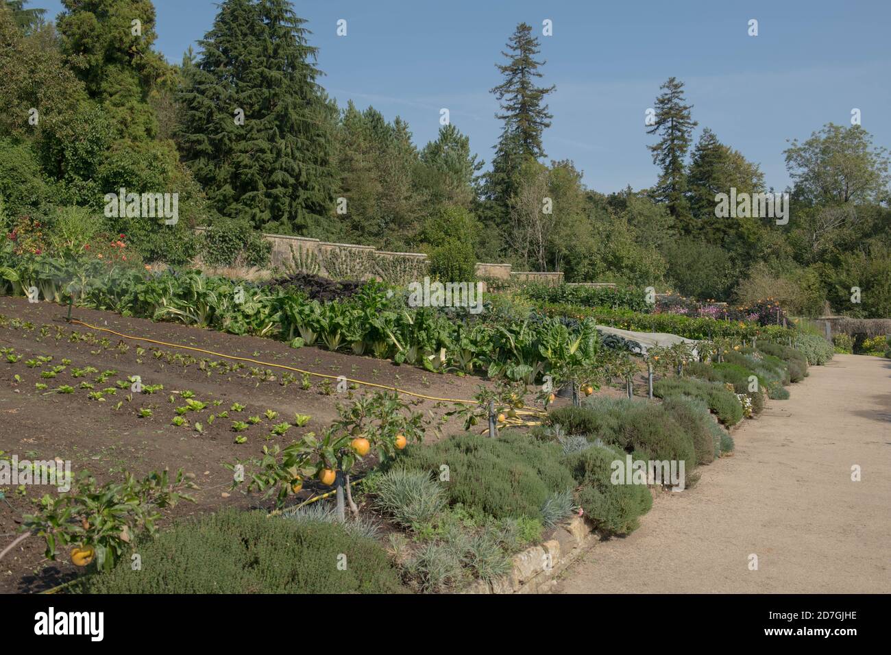 Tradizionale inglese murato erbe e orto a gravità con Evergreen conifer Woodland in background in Rural West Sussex, Inghilterra, UK Foto Stock