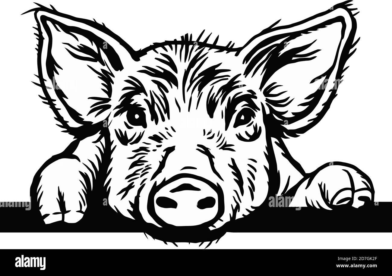Testa di maiale con picchettio. Bistecca di prodotti a base di carne disegnata a mano con salsicce e salumi, maiale fattoria di alimenti freschi, in bianco e nero illustrazione vintage Illustrazione Vettoriale