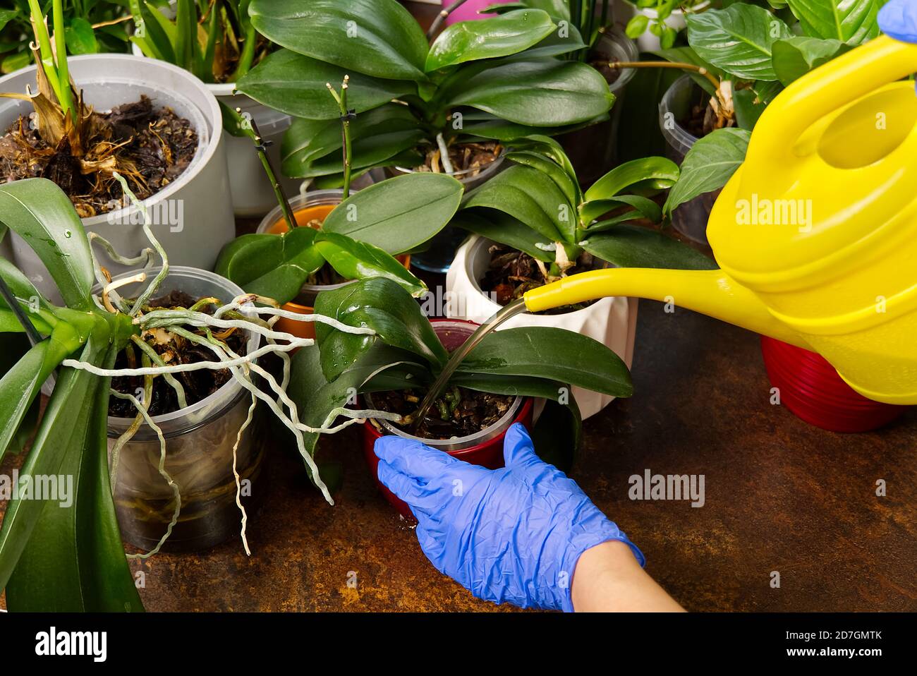 donna giardiniere annaffiatura orchidea fiori athome. cura di houseplant. casalinghi e piante cura concetto. Giardinaggio domestico, amore delle piante e cura. Foto Stock