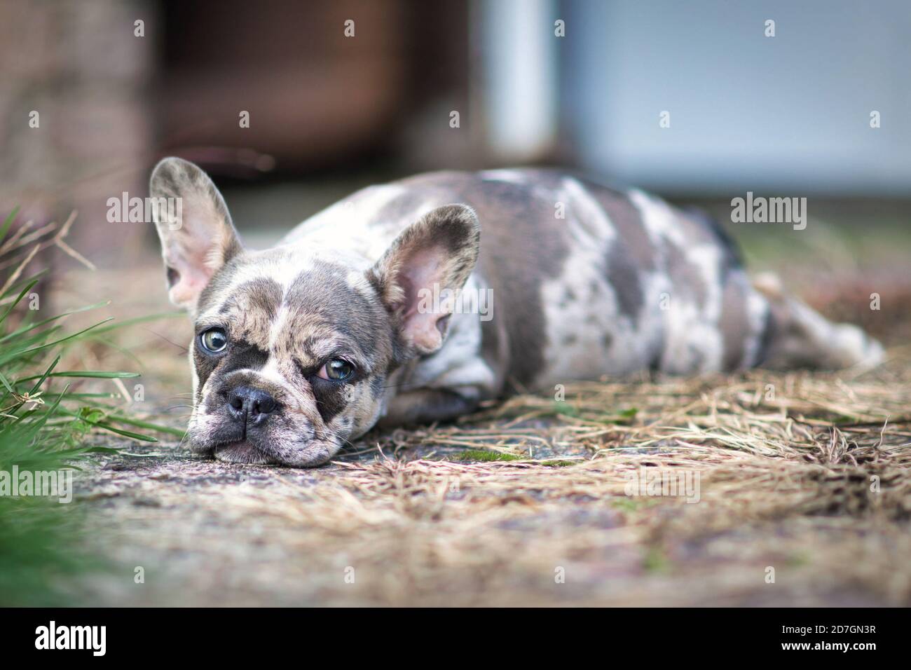 Cucciolo di cane Bulldog francese di colore merle Sleepy con macchie chiazzate sdraiato a terra Foto Stock