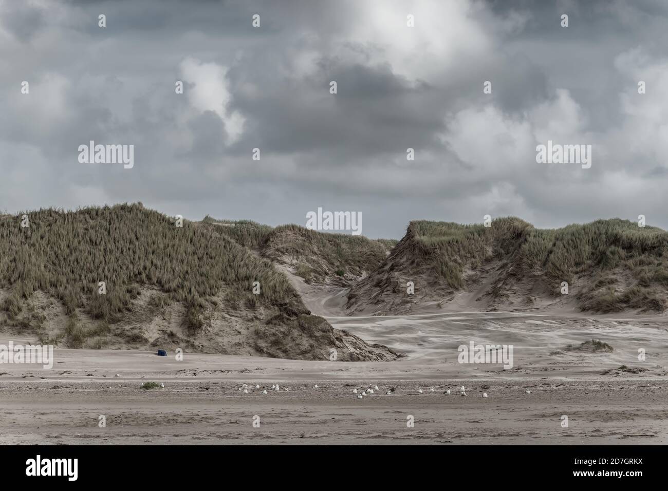 Dune di spiaggia di Blaavand sulla costa del mare del Nord in una giornata ventosa, Danimarca Foto Stock