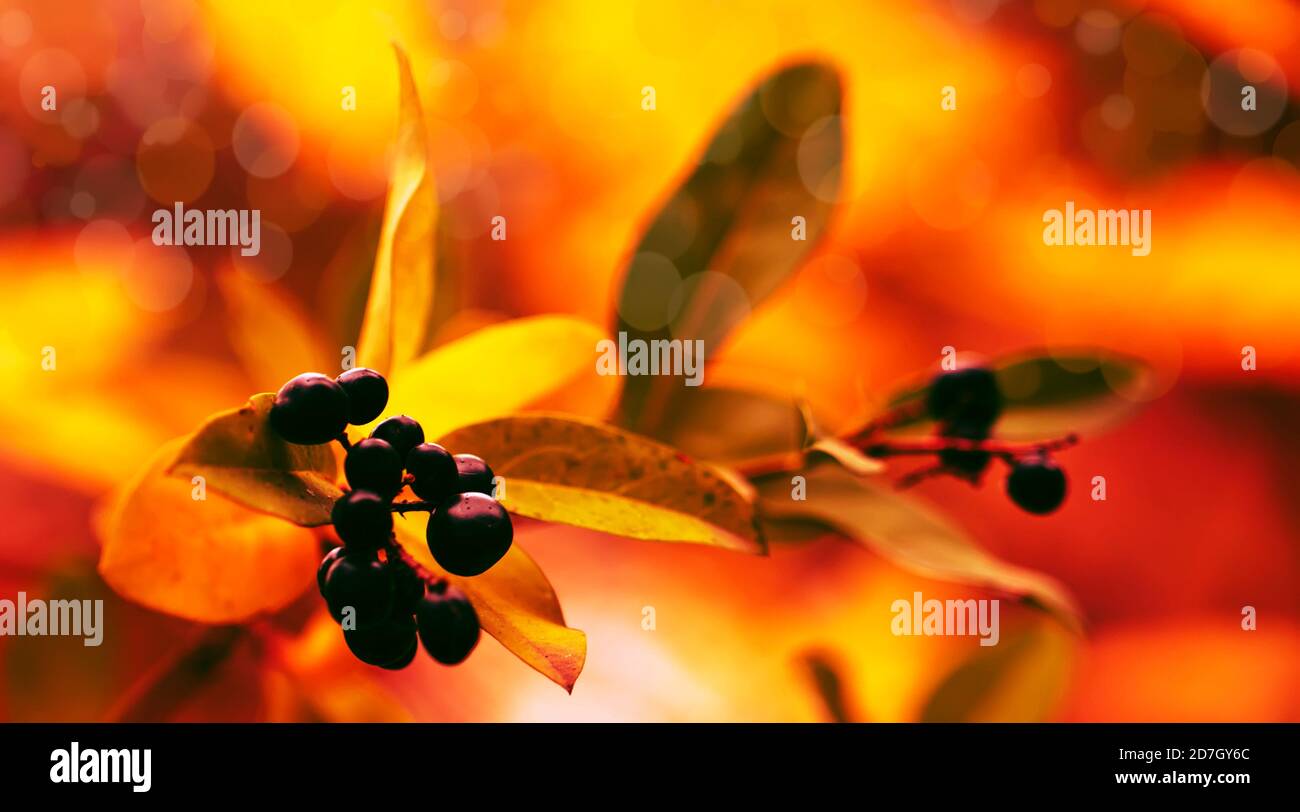 Sfondo naturale autunnale con bacche nere e foglie di arancio, paesaggio autunnale, filtro vintage, luogo per il testo Foto Stock