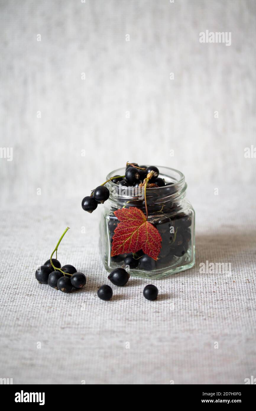 Ribes nero in vaso di vetro. Bacche fresche con foglie e steli. Vendemmia autunnale. Cibo biologico. Fotografia di natura morta Foto Stock