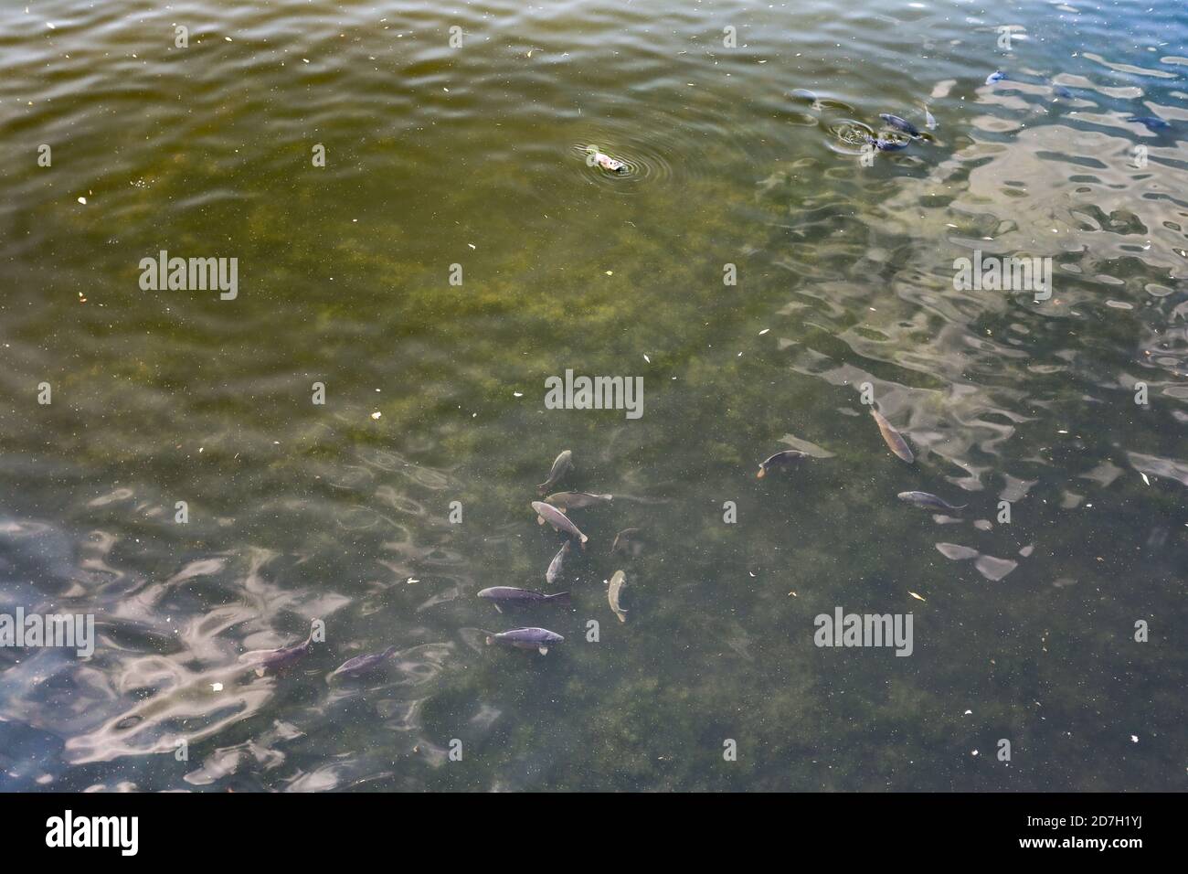Pesce grande nel fiume Moldava a Praga, Repubblica Ceca Foto Stock