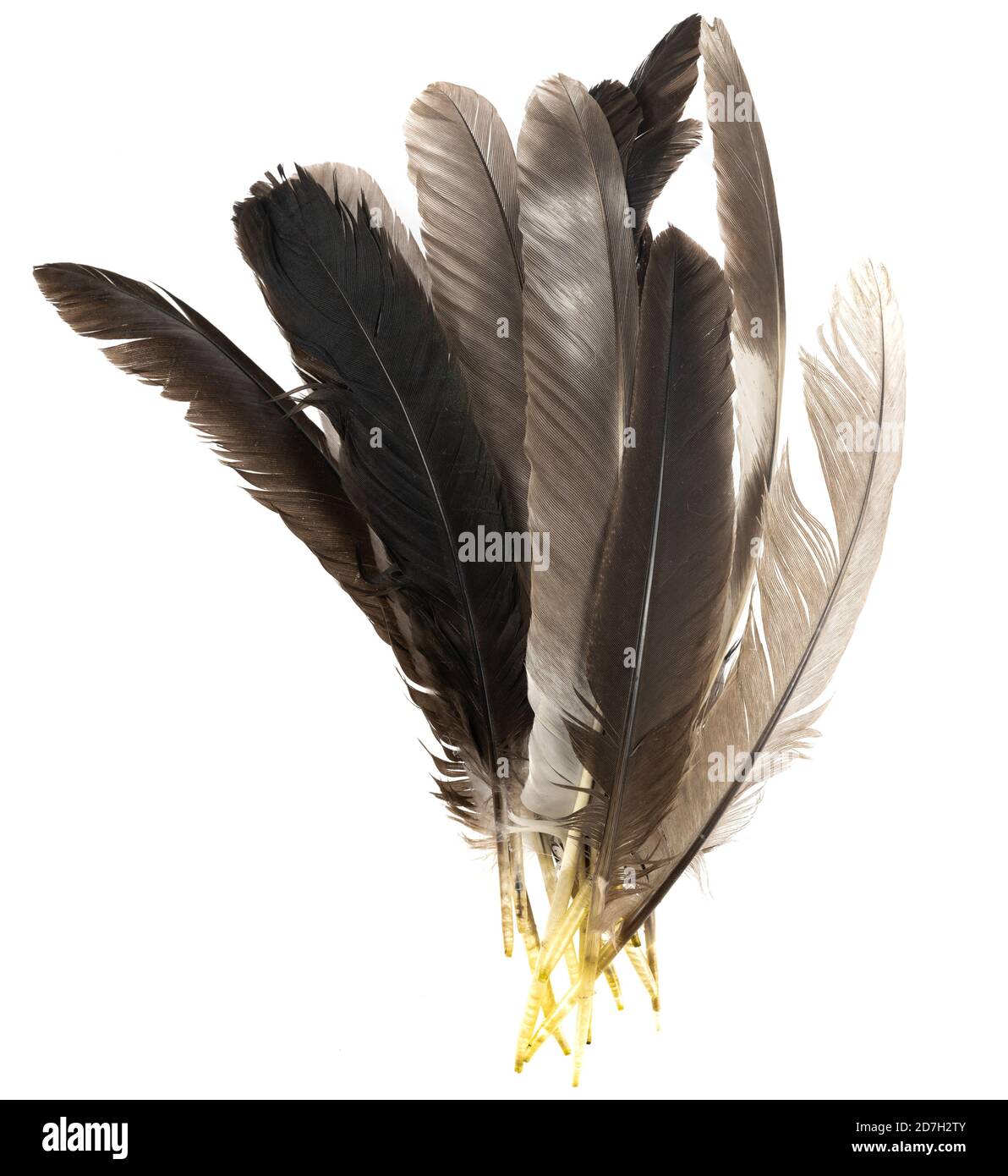 Piume di uccello naturale isolate su uno sfondo bianco. Pelo piccione,  pollo e piume d'oca primo piano. Pelo di uccello Foto stock - Alamy