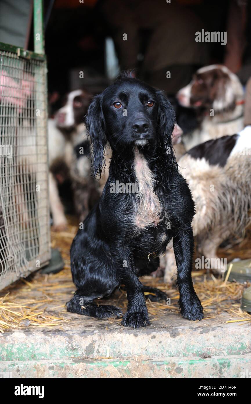Cani da caccia Foto Stock
