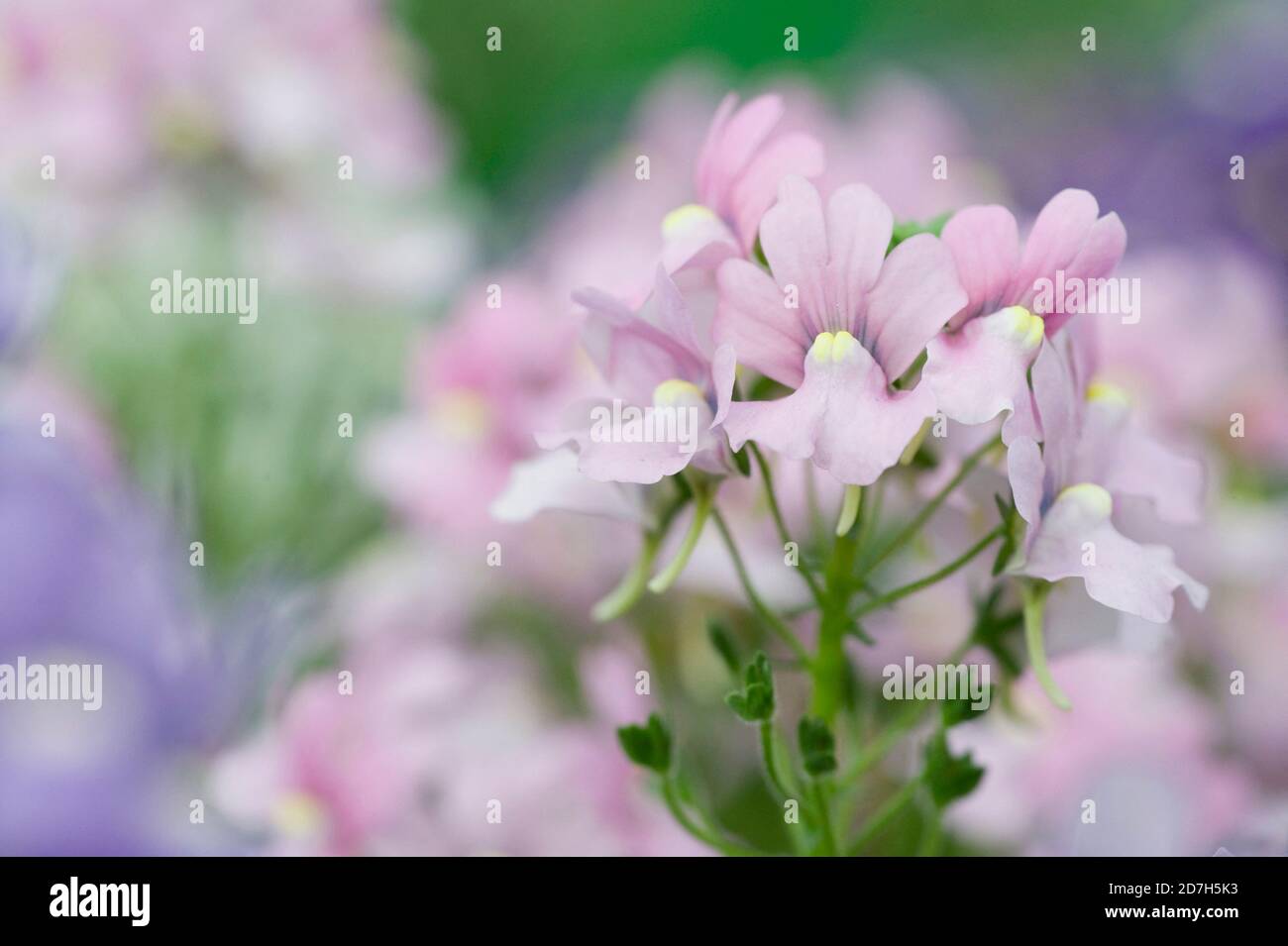 Capegewel (Nemesia frutticans), fiori Foto Stock