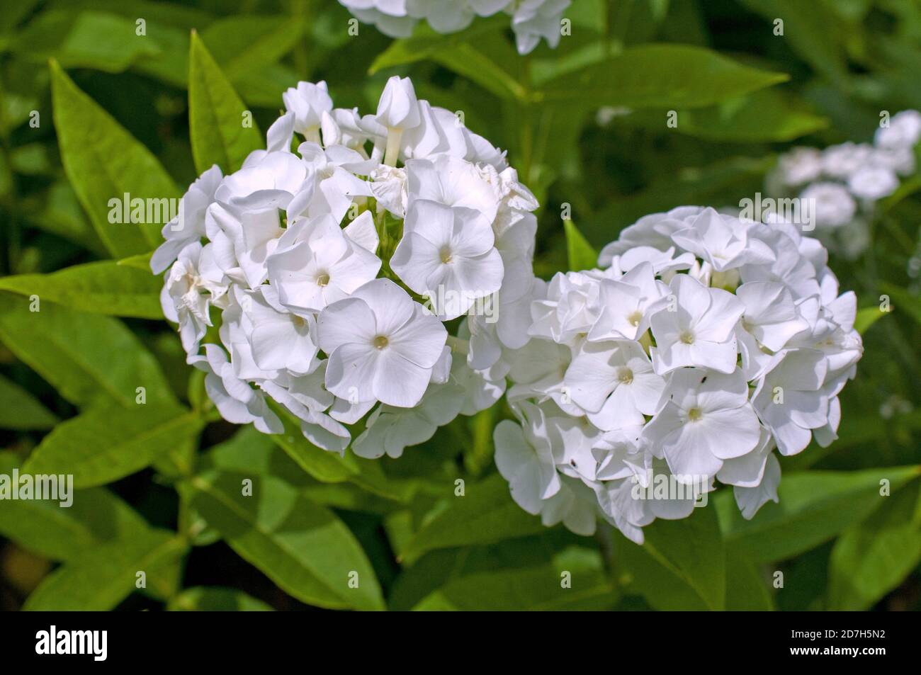 Flox autunnale (Phlox paniculata) 'Graf Zeppelin' Foto Stock