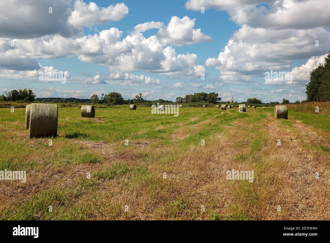 Campo con paglia nei rulli contro il cielo blu. Foto Stock