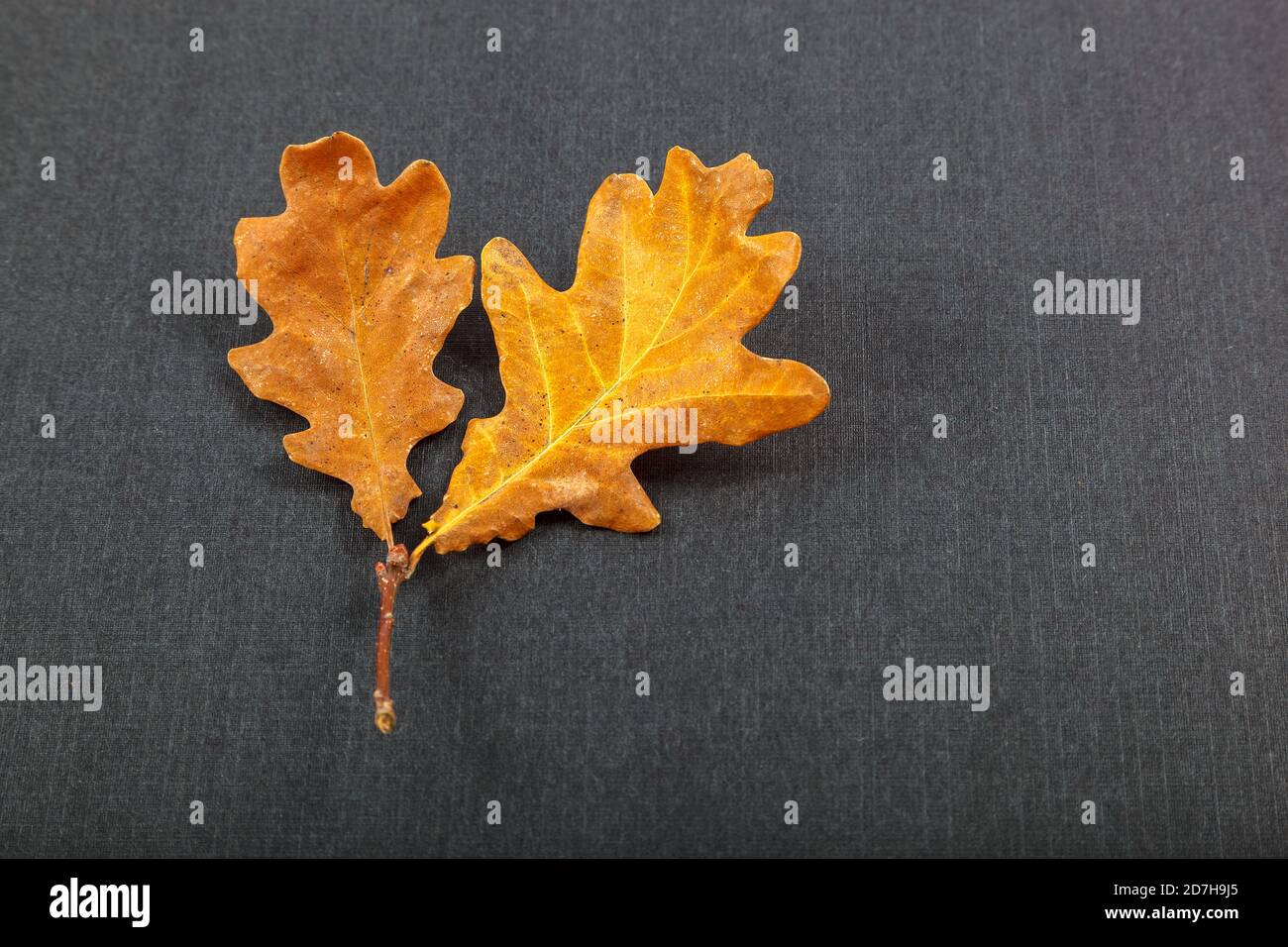 Foglie di acero di quercia su sfondo nero. Foto Stock