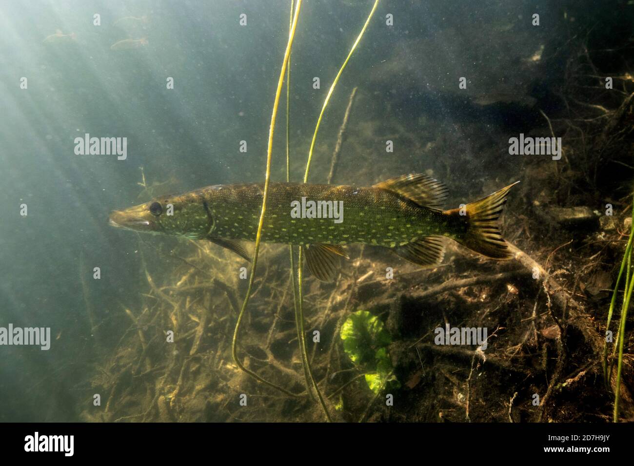 pike, luco settentrionale (Esox lucius), in agguato per il pesce preda alla luce posteriore, vista laterale, Germania, Baviera Foto Stock