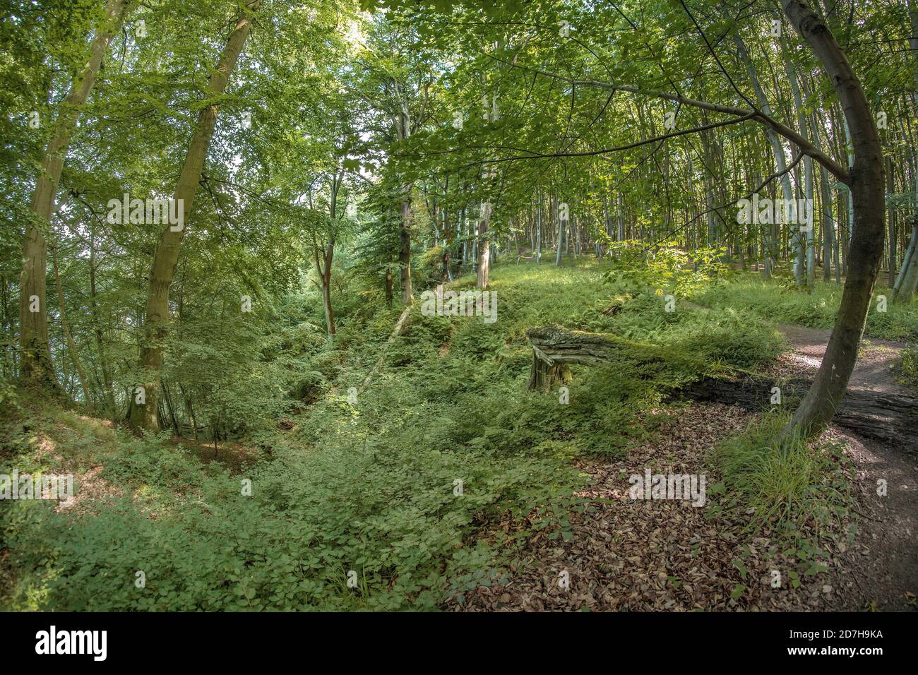 foresta sulle scogliere di gesso, Germania, Meclemburgo-Pomerania occidentale, Ruegen, Jasmund National Park Foto Stock