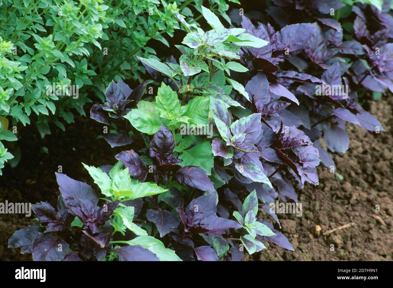 Basilico ornamentale (Ocimum basilicum) in varietà magia Selvatica,  famiglia Lamiaceae, che cresce in un giardino estivo Foto stock - Alamy