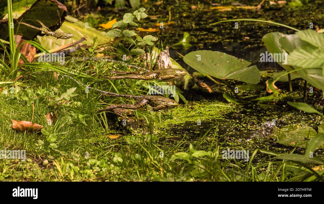 Rana di palude, rana di lago (Rana ridibunda, Pelophylax ridibundus), fuga con un ampio salto e getto d'acqua, Germania, Baviera Foto Stock