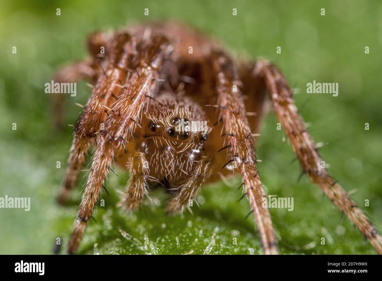 orb tessitore (Larinioides patagiatus), siede su una foglia, la Germania Foto Stock