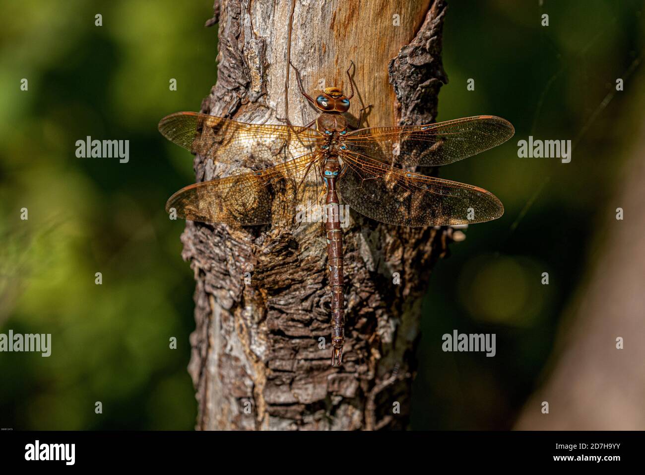Aeshna marrone, falco bruno, grande libellula (Aeshna grandis), maschio, Germania, Baviera Foto Stock