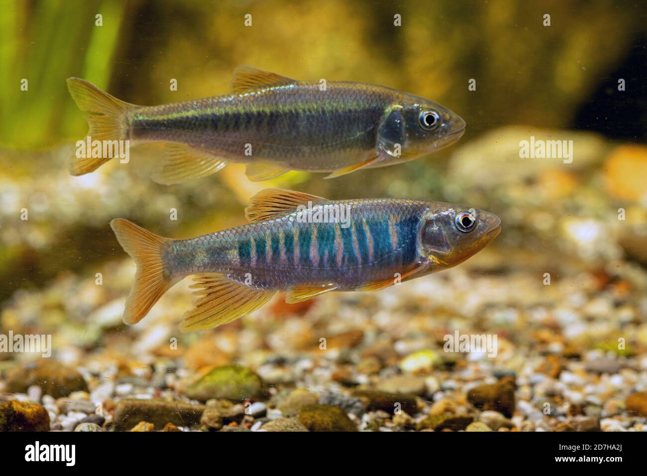 Chub pallido, bue di pale, spratto di acqua dolce (platypus di Zacco), maschio con femmina sullo sfondo Foto Stock