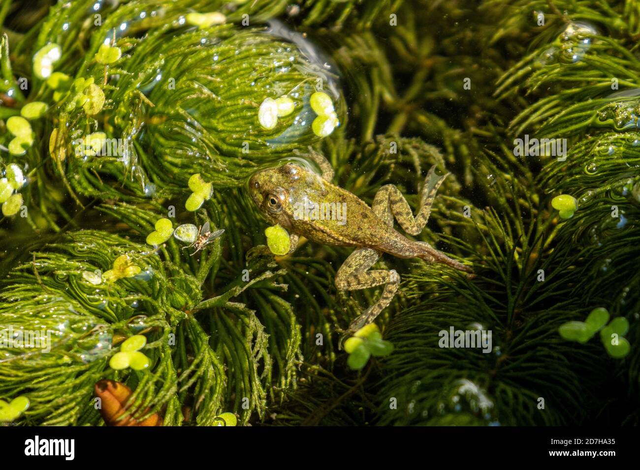 Rana di palude, rana di lago (Rana ridibunda, Pelophylax ridibundus), giovanile, poco prima di finire la metamorfosi, Germania, Baviera Foto Stock