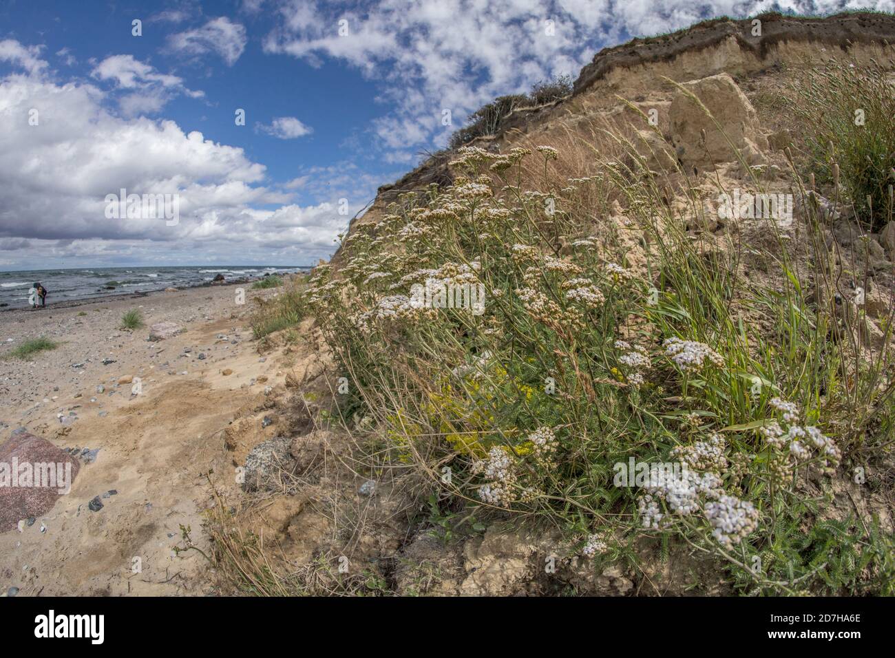Costa ripida del Mar Baltico, riserva naturale Nordwestufer Wittow, Germania, Meclemburgo-Pomerania occidentale, Ruegen, NSG Nordwestufer Wittow Foto Stock