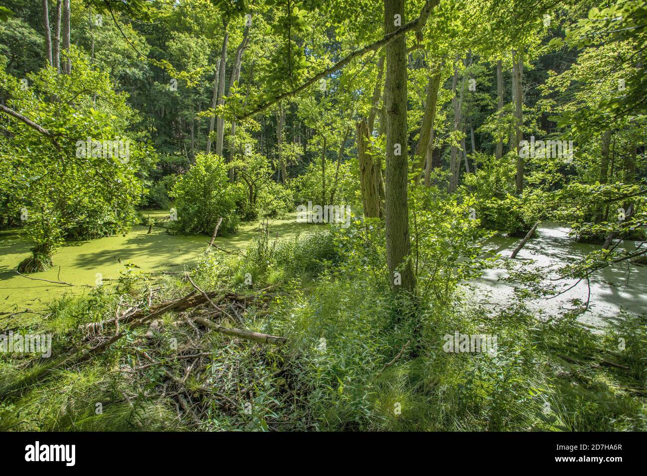 lago di Herthasee, Germania, Meclemburgo-Pomerania occidentale, Ruegen, Parco Nazionale di Jasmund Foto Stock