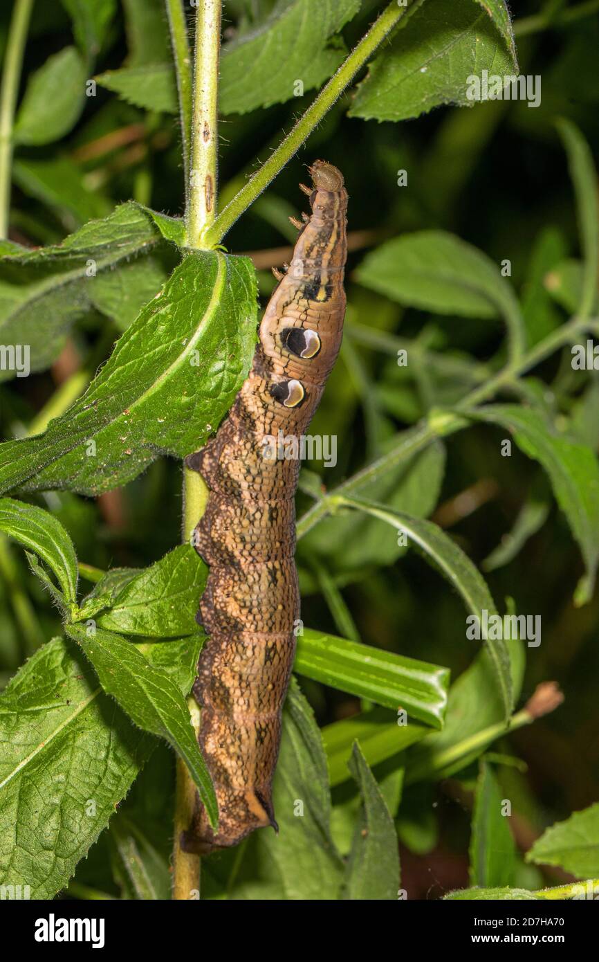 elephant Hawkmoth (Deilephila elpenor), caterpillar su Epilobium, Germania, Baviera Foto Stock