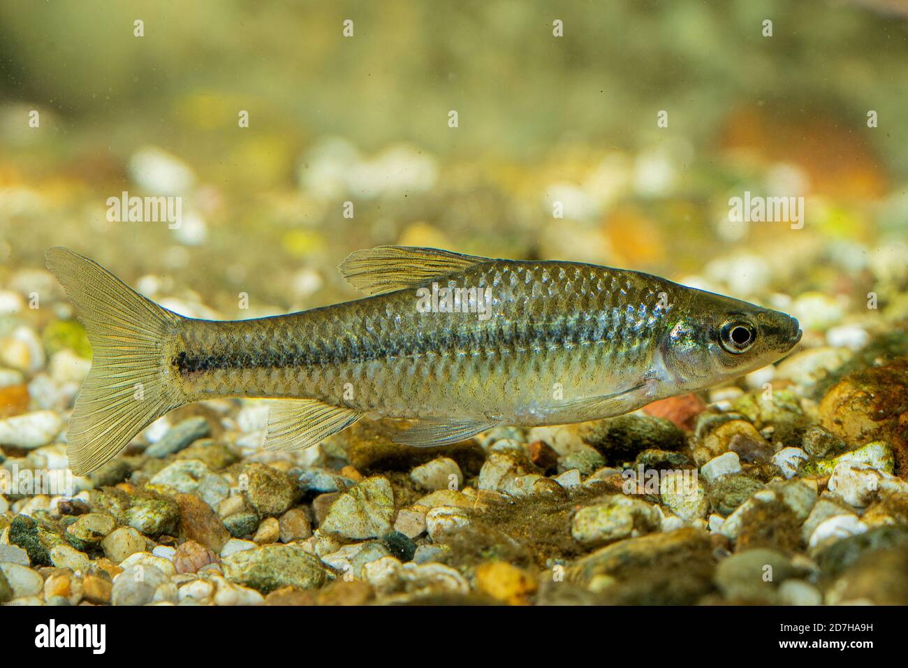 Moroko di pietra, gudgeon di Topmouth (Pseudorasbora parva), nuoto, Germania Foto Stock